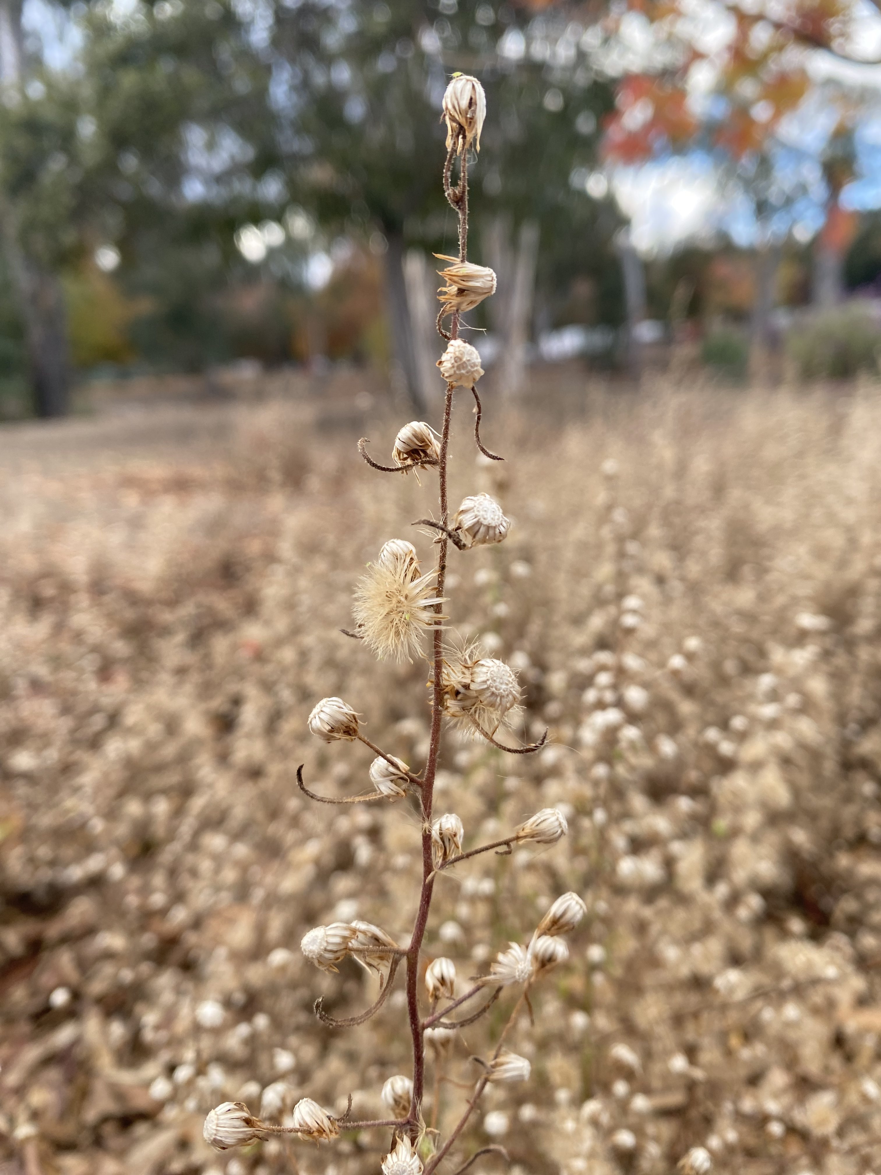 Dying Flower